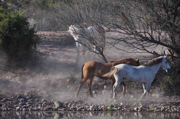 mustangs